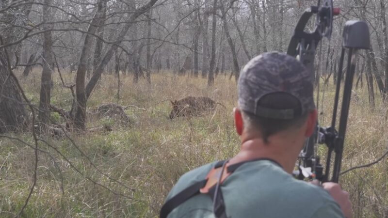 Lovac lovi divlju svinju